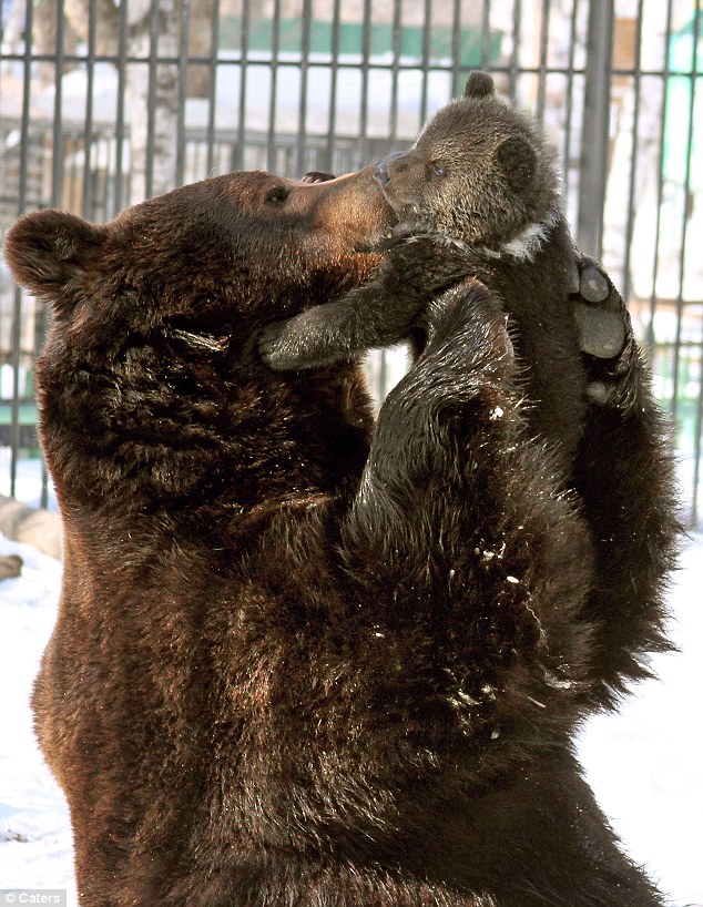 Bear your soul: Father Balu has formed an unusually tight bond with his female cub Diva 